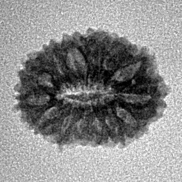 14 Mukhi Rudraksha 17mm 1.12gm - Inverse xray