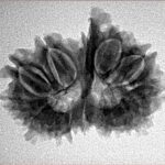 14 Mk Gaurishankar & Ganesh 26.1mm 3.3gm - Inverse xray