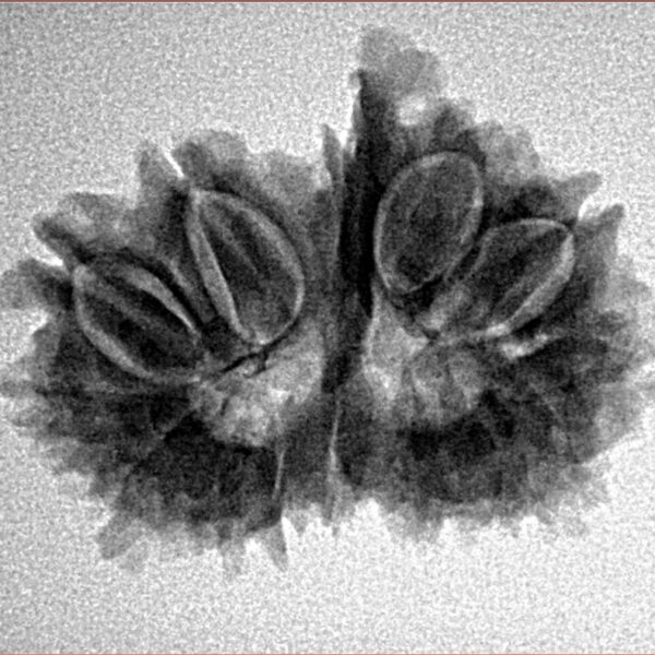 14 Mk Gaurishankar & Ganesh 26.1mm 3.3gm - Inverse xray