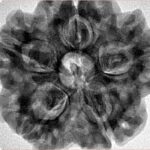 5 Mukhi Rudraksha 29.5mm 8.36gm - Inverse xray