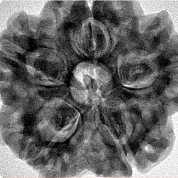 5 Mukhi Rudraksha 29.5mm 8.36gm - Inverse xray