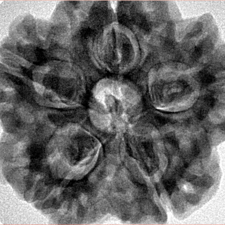 5 Mukhi Rudraksha 29.5mm 8.36gm - Inverse xray