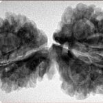 13 Mukhi Mini Trijuti 38mm 7gm - Inverse xray