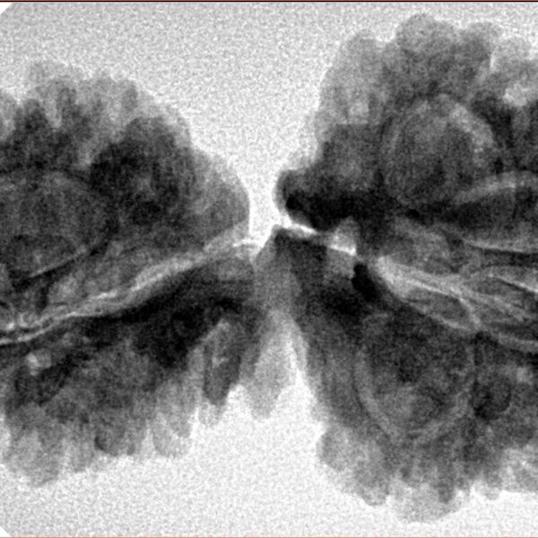 13 Mukhi Mini Trijuti 38mm 7gm - Inverse xray