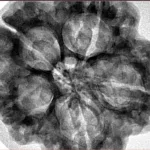 5 Mukhi Rudraksha 30.6mm 7.74gm - Inverse xray