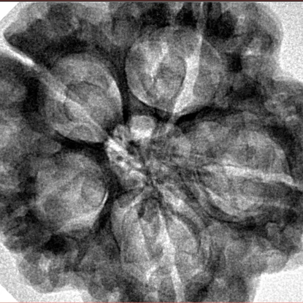 5 Mukhi Rudraksha 30.6mm 7.74gm - Inverse xray