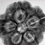 5 Mukhi Rudraksha 29.4mm 9.2gm - Inverse xray