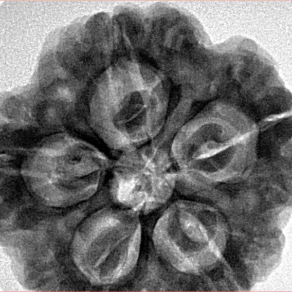 5 Mukhi Rudraksha 29.4mm 9.2gm - Inverse xray
