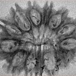 14 Mukhi Rudraksha 31.3mm 2.77gm - Inverse xray