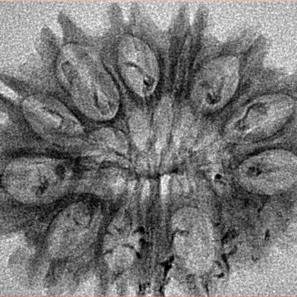 14 Mukhi Rudraksha 31.3mm 2.77gm - Inverse xray