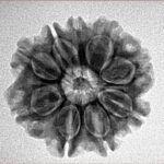 9 Mukhi Rudraksha 23.1mm 3.68gm - Inverse xray