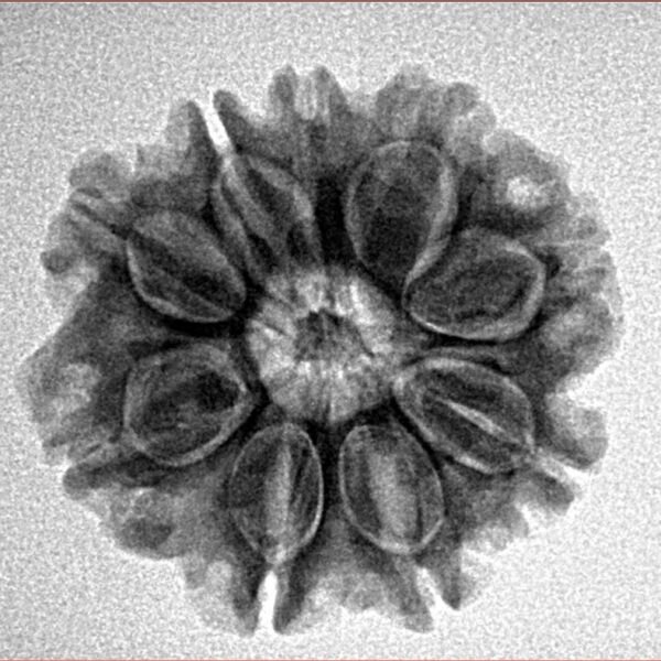 9 Mukhi Rudraksha 23.1mm 3.68gm - Inverse xray