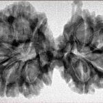 10 Mukhi G.S & Ganesh 37.6mm 6.59gm - Inverse xray