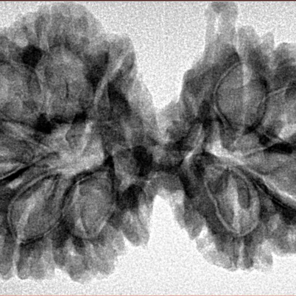 10 Mukhi G.S & Ganesh 37.6mm 6.59gm - Inverse xray