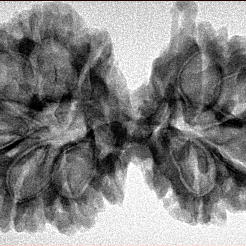 10 Mukhi G.S & Ganesh 37.6mm 6.59gm - Inverse xray