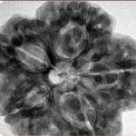 5 Mukhi Rudraksha 30mm 9.43gm - Inverse xray