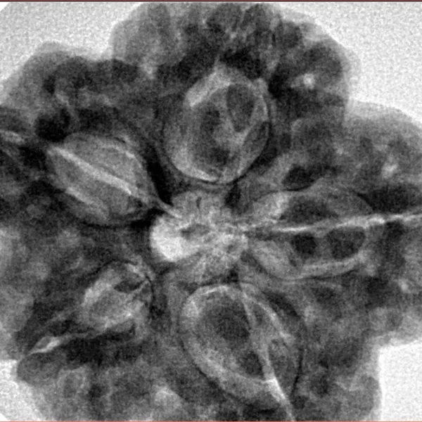 5 Mukhi Rudraksha 30mm 9.43gm - Inverse xray