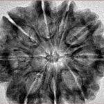 9 Mukhi Rudraksha 30mm 5.86gm - Inverse xray