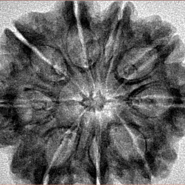 9 Mukhi Rudraksha 30mm 5.86gm - Inverse xray