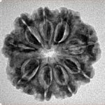 9 Mukhi Rudraksha 24mm 3.3gm - Inverse xray