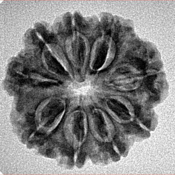 9 Mukhi Rudraksha 24mm 3.3gm - Inverse xray