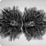 11 MK Gaurishankar 30mm 5gm - Inverse xray