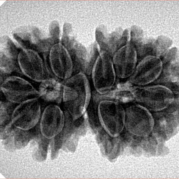 11 MK Gaurishankar 30mm 5gm - Inverse xray