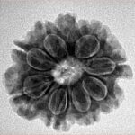 9 Mukhi Rudraksha 23.3mm 4gm - Inverse xray