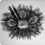10 Mukhi Rudraksha 24.7mm 3.6gm - Inverse xray