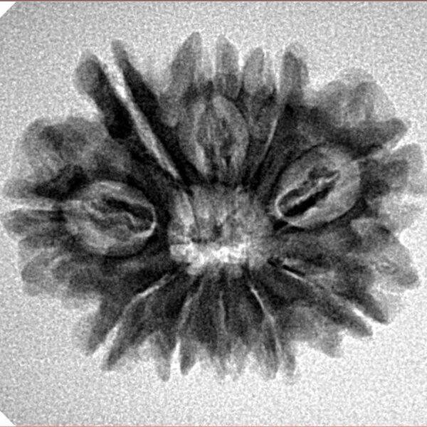 10 Mukhi Rudraksha 24.7mm 3.6gm - Inverse xray