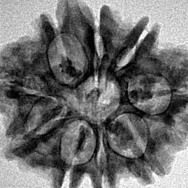 9 Mukhi Ganesh 27mm 4.06gm - Inverse xray