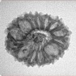 14 Mukhi Rudraksha 22.6mm 2.13gm - Inverse xray