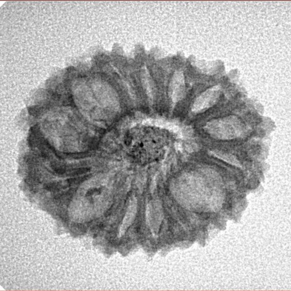 14 Mukhi Rudraksha 22.6mm 2.13gm - Inverse xray