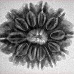 11 Mukhi Rudraksha 26.9mm 4.6gm - Inverse xray
