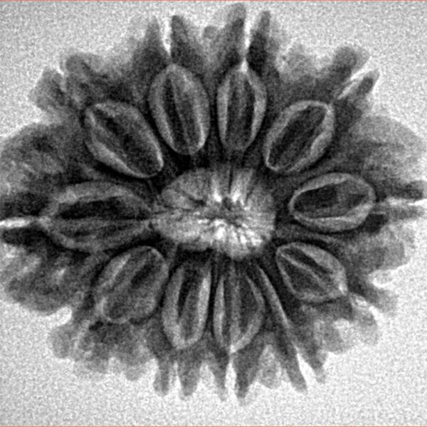 11 Mukhi Rudraksha 26.9mm 4.6gm - Inverse xray