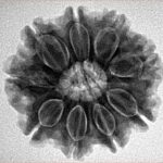 9 Mukhi Rudraksha 24.8mm 4.86gm - Inverse xray