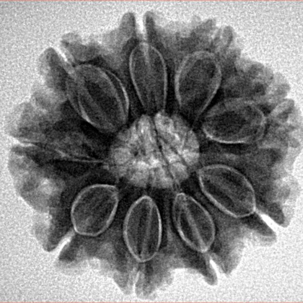 9 Mukhi Rudraksha 24.8mm 4.86gm - Inverse xray