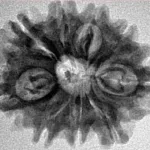 9 Mukhi Rudraksha 25.7mm 3.85gm - Origin: Nepal - Inverse xray
