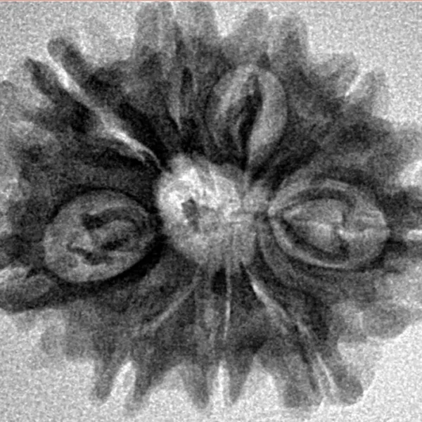 9 Mukhi Rudraksha 25.7mm 3.85gm - Origin: Nepal - Inverse xray
