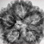5 Mukhi Rudraksha 29.5mm 6.92gm - Inverse xray