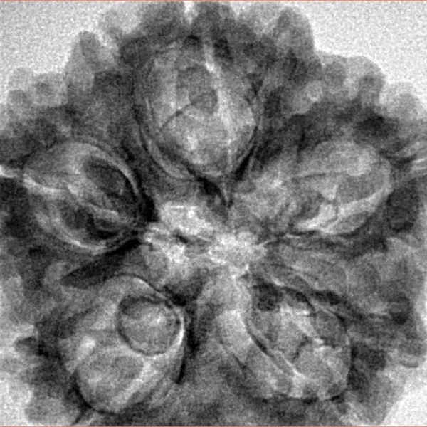 5 Mukhi Rudraksha 29.5mm 6.92gm - Inverse xray