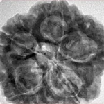 5 Mukhi Rudraksha 29.7mm 8.66gm - Inverse xray