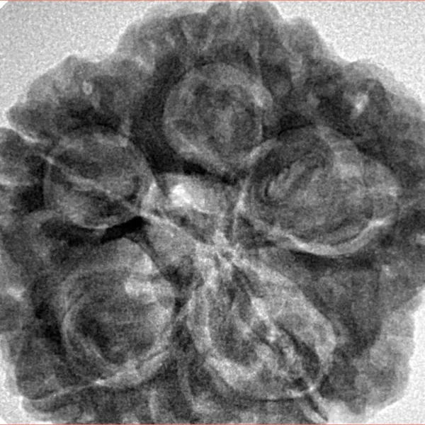 5 Mukhi Rudraksha 29.7mm 8.66gm - Inverse xray