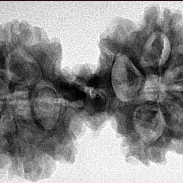 9 Mukhi Mini Trijuti 39.6mm 7.85gm - Inverse xray