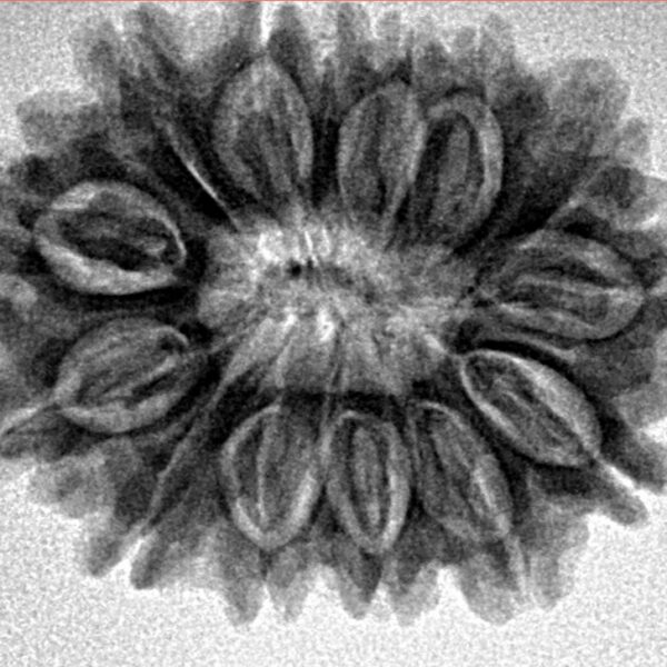 14 Mukhi Rudraksha 26.8mm 4.26gm - Inverse xray