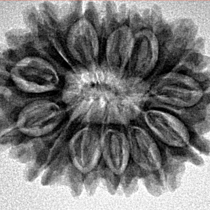14 Mukhi Rudraksha 26.8mm 4.26gm - Inverse xray