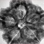 5 Mukhi Rudraksha 29.6mm 8.8gm - Inverse xray