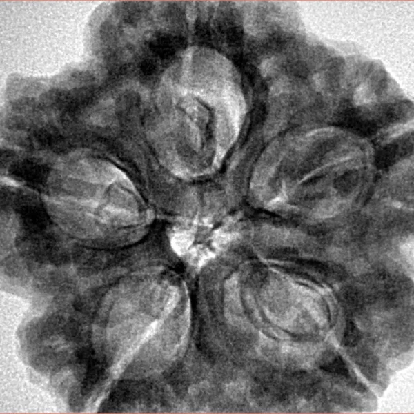 5 Mukhi Rudraksha 29.6mm 8.8gm - Inverse xray