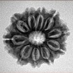 10 Mukhi Rudraksha 23.2mm 3.26gm - Inverse xray
