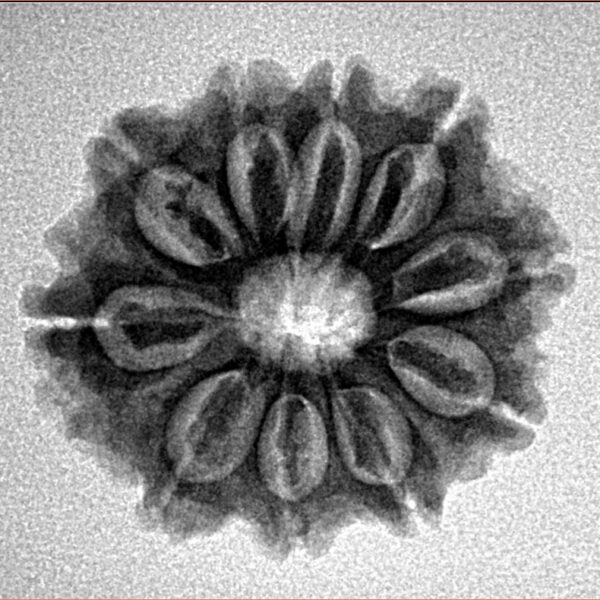 10 Mukhi Rudraksha 23.2mm 3.26gm - Inverse xray